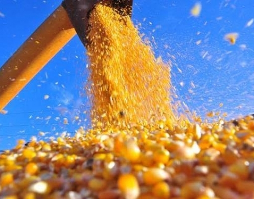 Demanda por milho do Brasil pode ser favorecida pelas chuvas na Ucrânia  