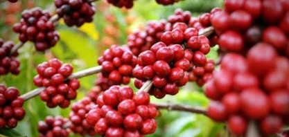 Indústria ainda restringe conilon nos blends de café