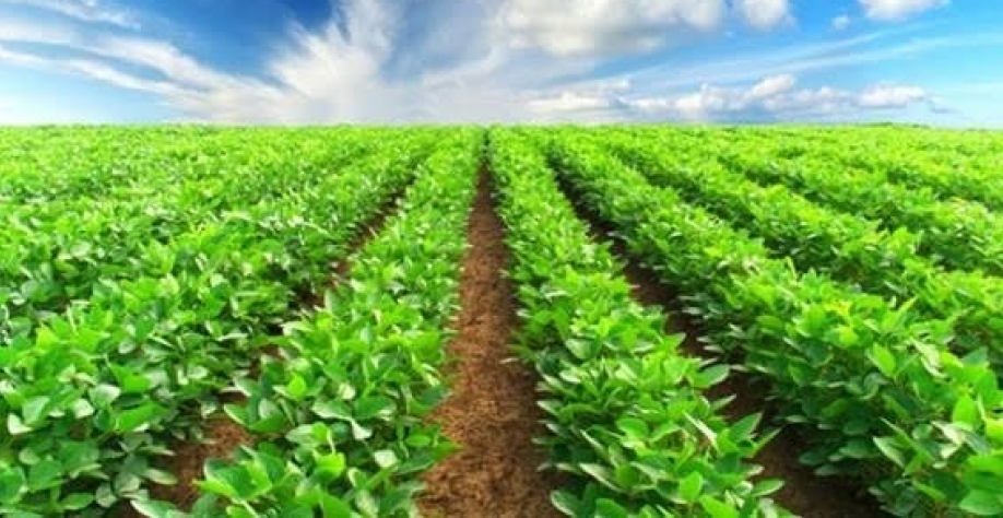 Previsões para safra de soja do Brasil devem subir com clima favorável 