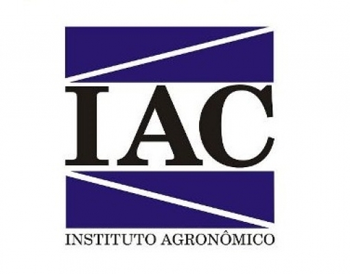 IAC cria laranja transgênica mais resistente ao amarelinho  