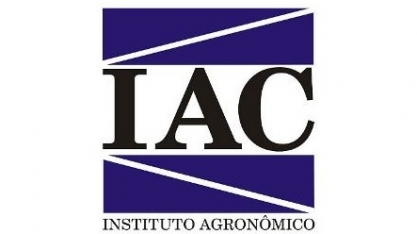 IAC cria laranja transgênica mais resistente ao amarelinho  