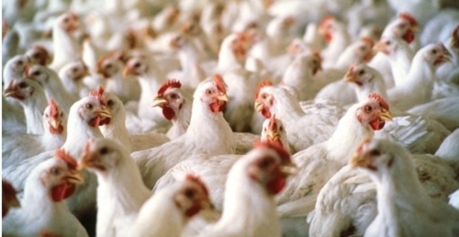 Indústria de frango tem cenário favorável para pôr 