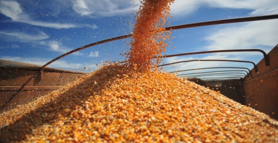 Anec eleva previsão de exportação de milho do Brasil para 33 mi t em 2017 
