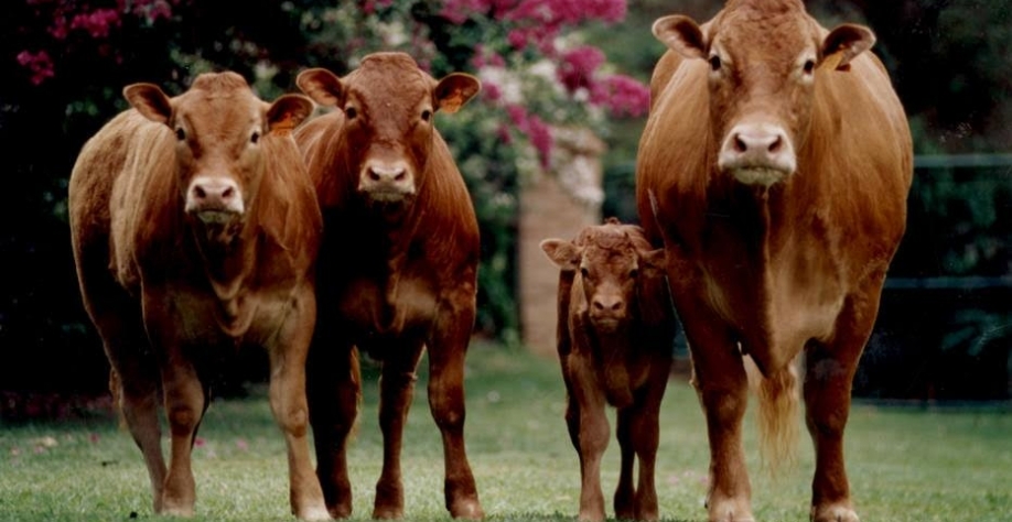  A Fazendas Reunidas Boi Gordo faliu em 2004, oito anos depois de ter iniciado um processo de abertura de investimentos em gado com a promessa de, em 18 meses, dar um lucro de 42% a quem fosse detentor dos bois gordos.