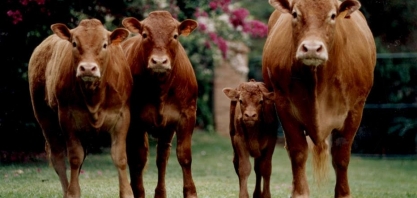 Doze fazendas da Boi Gordo vão a leilão com deságio de até 90%  