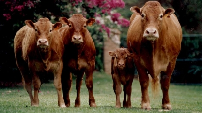 Doze fazendas da Boi Gordo vão a leilão com deságio de até 90%  