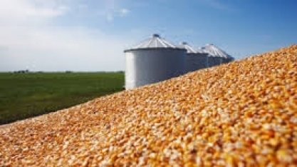 Agroconsult mantém estimativa de safra de soja do Brasil; reduz a de milho 