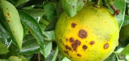 Estudo detalha funcionamento de proteína-chave para desenvolvimento do cancro cítrico  