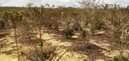 Seca nos últimos anos dizimou 30% da produção de café arábica da Bahia 