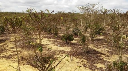 Seca nos últimos anos dizimou 30% da produção de café arábica da Bahia 