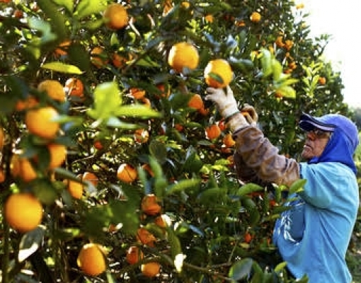 Colheita de laranja  aumenta quase 23% em São Paulo 
