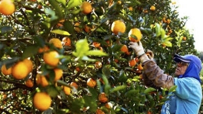 Colheita de laranja  aumenta quase 23% em São Paulo 