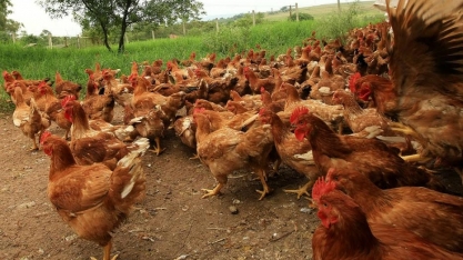 Carne sustentável quer sair do nicho e ampliar vendas