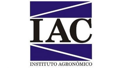 Brasileiras desenvolvem laranja transgênica resistente a doenças