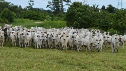 Carne pode ser tributada para reduzir emissões de poluentes 