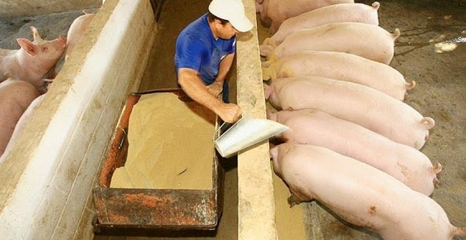 Funcionário alimenta porcos em granja no interior de SP