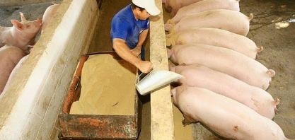 Indústria de carnes quer compras antecipadas de milho