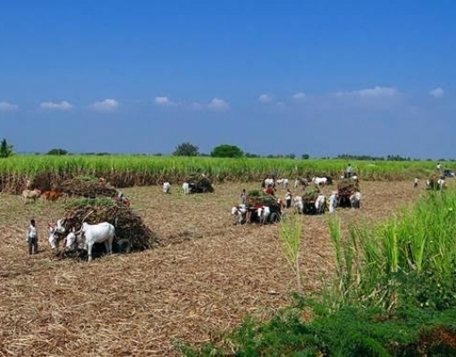 Usinas da Índia dobram oferta de etanol para mistura à gasolina 
