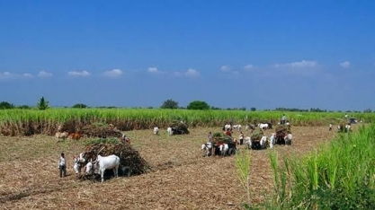 Usinas da Índia dobram oferta de etanol para mistura à gasolina 