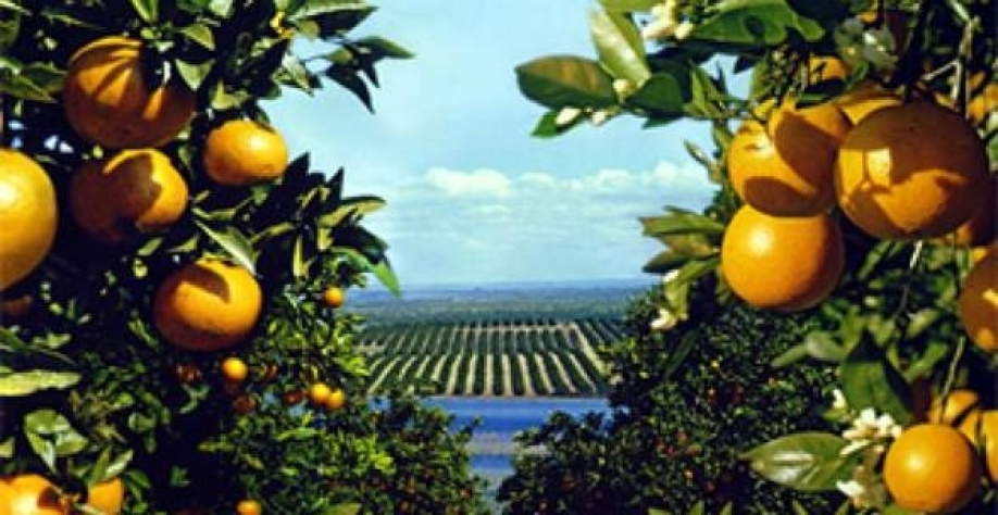 Safra de laranja da principal região do Brasil crescerá 57% 