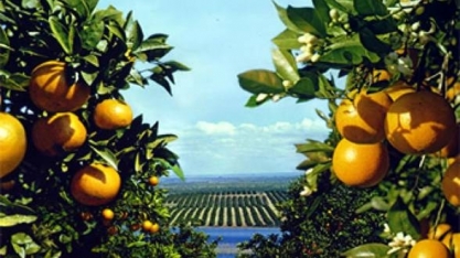 Safra de laranja da principal região do Brasil crescerá 57% 