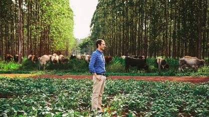 Em Mato Grosso, pastagem se aprimora e pode receber mais bois 