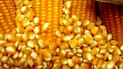 Exportação de milho do Brasil em novembro cai ante outubro  