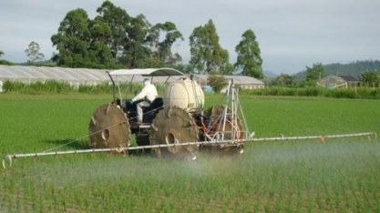 Em busca da virada nos campos de arroz