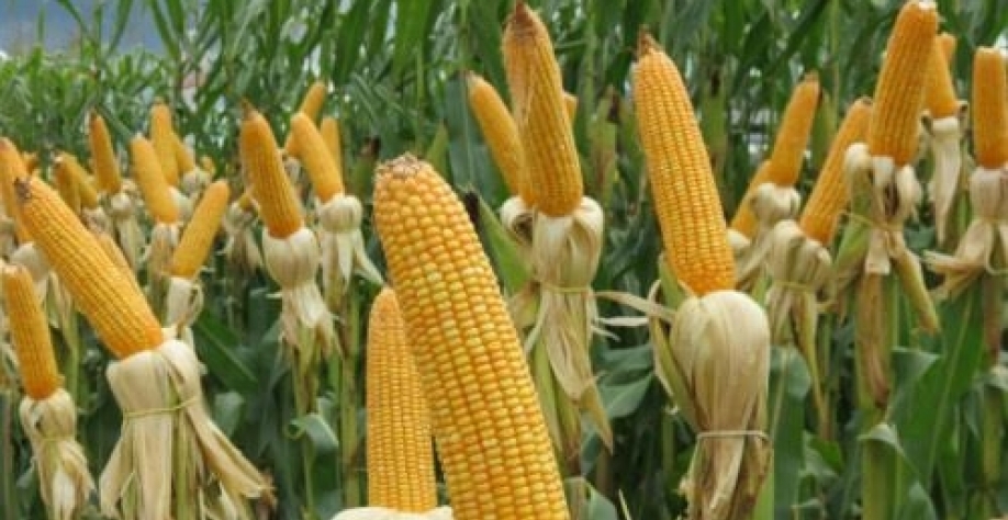 Safra de milho é mercada por indefinição de preços