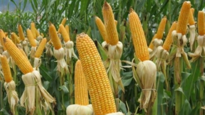 Safra de milho é mercada por indefinição de preços