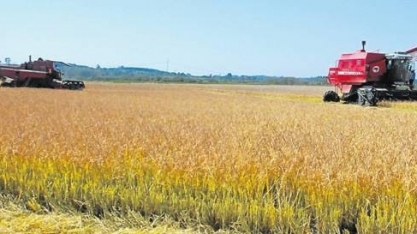 Preço do arroz reage no exterior e pode ajudar produtor em 2018