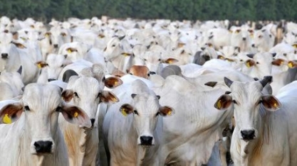 Reabertura de frigoríficos eleva abates de bois em MT