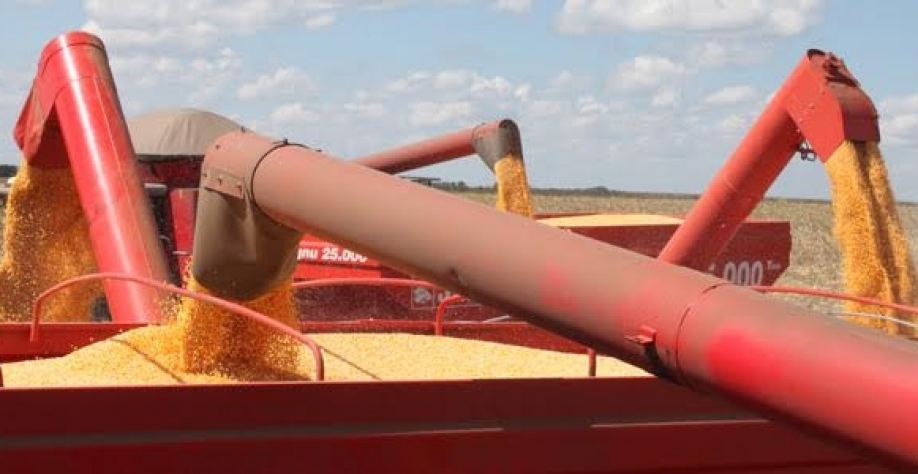  Colheita de milho no MT; áreas terão redução em 2018