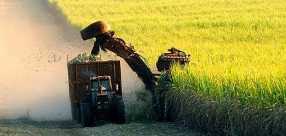 Para Conab, dificuldades econômicas e clima reduzem moagem de cana