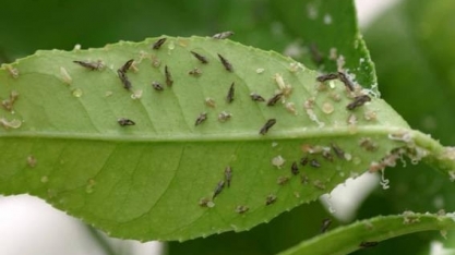 Pesquisa identifica arma contra devastadora doença citrícola greening