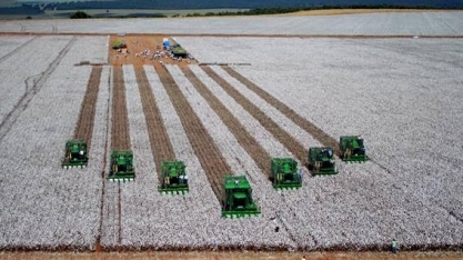  Algodão:Maior competitividade atrai produtor e área deve crescer neste ano 