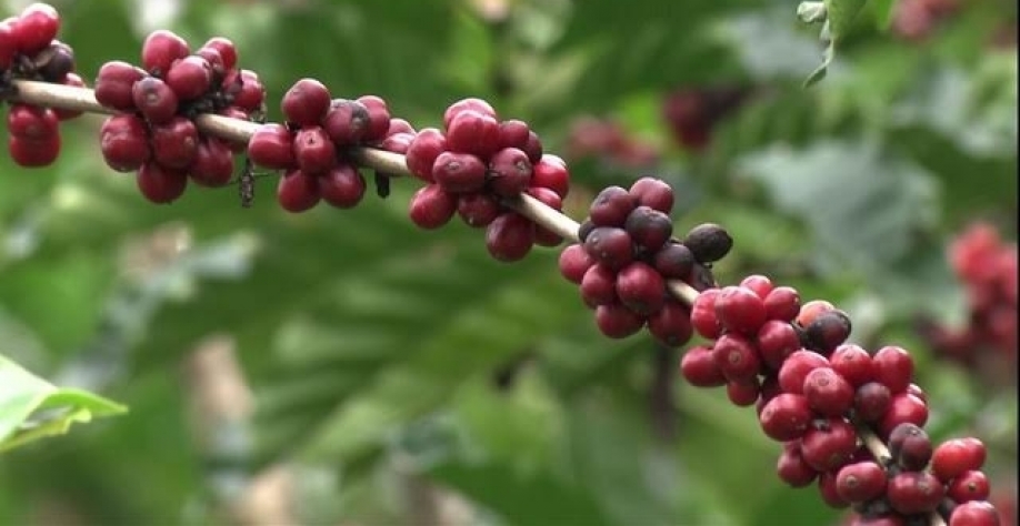 Previsão de safra maior derruba o preço do café conilon