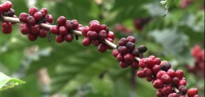 Previsão de safra maior derruba o preço do café conilon