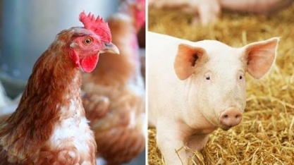 Exportações de frango crescem 6% em 2017; suínos somam mais 9%