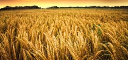 Trigo: Oferta abundante pode pressionar rentabilidade do produtor em 2018