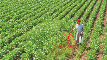 Bayer &  Embrapa:União em pesquisa sobre daninhas resistentes a herbicidas  