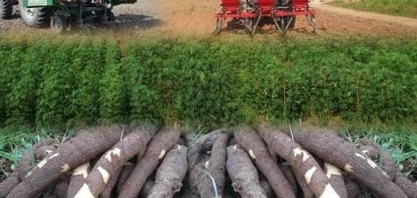 Mandioca: Desafio de atrair produtores continua e oferta segue restrita