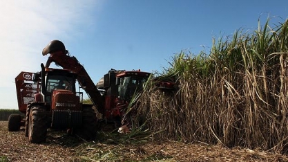 Canaviais envelhecidos e dívida limitam produtividade da cana