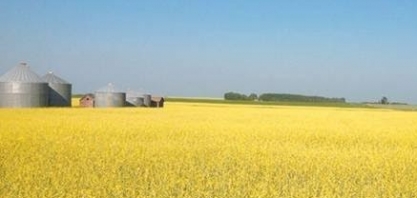 EUA:Semente de carinata está sendo utilizada na produção de biocombustível