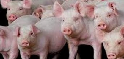 China encolhe importações de carne suína da UE