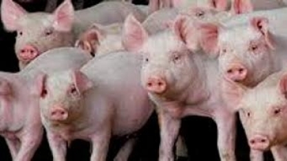 China encolhe importações de carne suína da UE