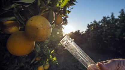Indústria questiona viabilidade comercial de laranja transgênica