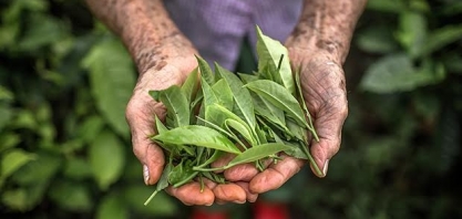 Onda do chá volta,forma sommeliers e leva a reinvenção de produtores de SP
