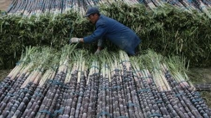 Tailândia deve produzir recordes de cana e açúcar em 2017/18 