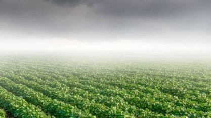  Ferrugem: Chuva e nebulosidade começam a preocupar setor de soja do país